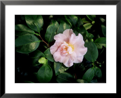 Camellia, Camellia Japonica Laurie Bray by Kidd Geoff Pricing Limited Edition Print image
