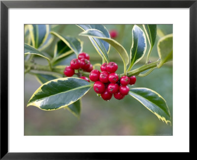 Holly, Berries by Kidd Geoff Pricing Limited Edition Print image