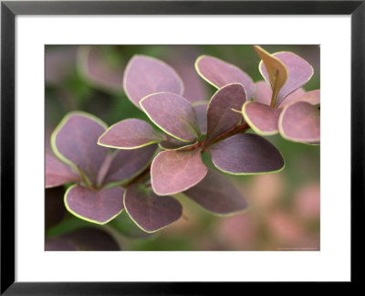 Berberis Thunbergii F.Atropurpurea, Leaves by Kidd Geoff Pricing Limited Edition Print image