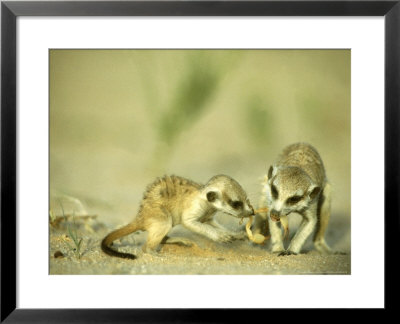 Meerkat, Young Sharing Scorpion Prey, Kalahari by David Macdonald Pricing Limited Edition Print image