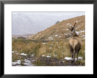 Highland Red Deer, Stag Looking Out Across Mountainside, The Highlands, Scotland by Elliott Neep Pricing Limited Edition Print image