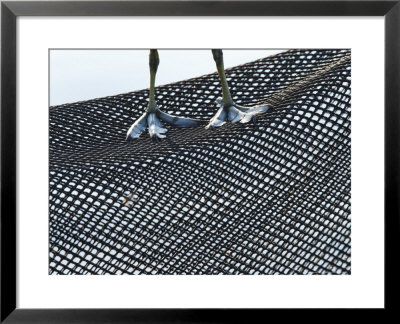 Coot, Abstract Of A Coots Legs Perched On Plastic Mesh, London, Uk by Elliott Neep Pricing Limited Edition Print image