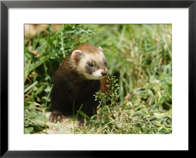 European Polecat In Low Vegetation, Sussex, Uk by Elliott Neep Pricing Limited Edition Print image