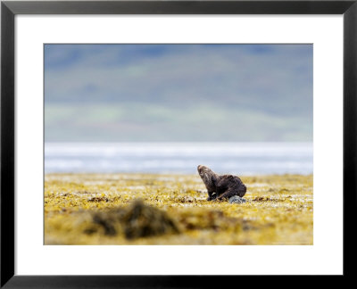 European Otter, Juvenile Preening On Rock Amongst Seaweed, Scotland by Elliott Neep Pricing Limited Edition Print image