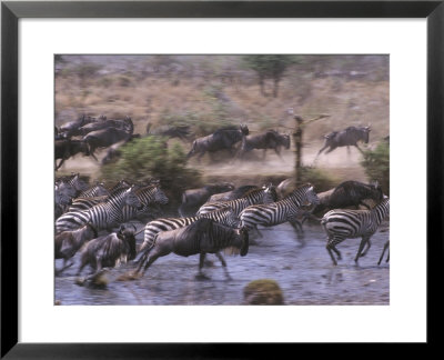 Grants Zebra & Wildebeest by Christian Grzimek Pricing Limited Edition Print image