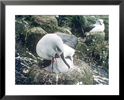 Grey Headed Albatross, Feeding Chick by Ben Osborne Pricing Limited Edition Print image