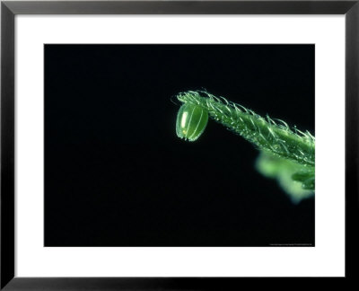 Comma Butterfly, Egg, Uk by Oxford Scientific Pricing Limited Edition Print image