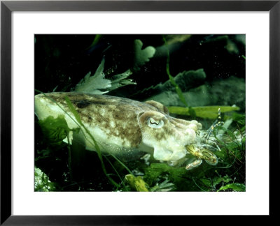 Common Cuttlefish, Feeding On Common Prawn, Uk by Oxford Scientific Pricing Limited Edition Print image