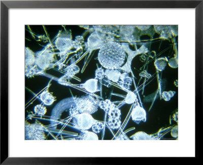 Radiolarian Tests by Oxford Scientific Pricing Limited Edition Print image