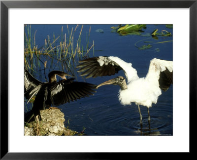 Wood Stork, Fighting Anhinga, Usa by Stan Osolinski Pricing Limited Edition Print image