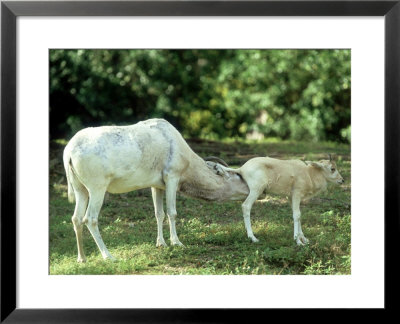 Addax, Mother Cleaning Baby by Stan Osolinski Pricing Limited Edition Print image