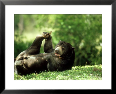 Malayan Sun Bear, Playing, Zoo Animal by Stan Osolinski Pricing Limited Edition Print image