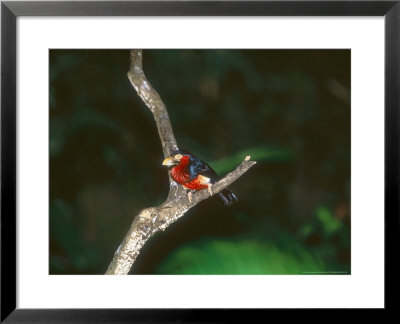Bearded Barbet, Zoo Animal by Stan Osolinski Pricing Limited Edition Print image