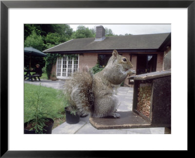 Grey Squirrel On Bird-Proof Squirrel Feeder, Mid-Wales, Uk by Richard Packwood Pricing Limited Edition Print image