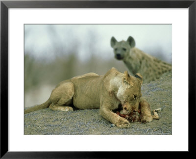 Lioness, With Kill, Botswana by Richard Packwood Pricing Limited Edition Print image