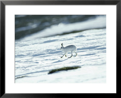 Mountain (Blue) Hare, Monadhliath Mts, Scotland by Richard Packwood Pricing Limited Edition Print image