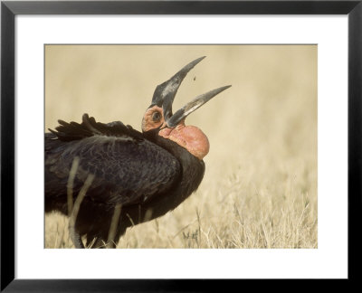 Ground Hornbill, Catching Insect, Botswana by Richard Packwood Pricing Limited Edition Print image