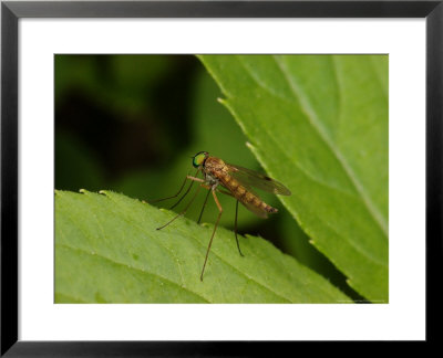 Little Snipe Fly, Adult At Rest, Cambridgeshire, Uk by Keith Porter Pricing Limited Edition Print image