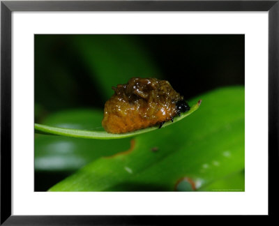 Lily Beetle, Hiding Under Its Own Faeces, Cambridgeshire, Uk by Keith Porter Pricing Limited Edition Print image