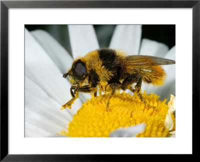 Narcissus Fly, Adult Male Feeding On Flower, Cambridgeshire, Uk by Keith Porter Pricing Limited Edition Print image