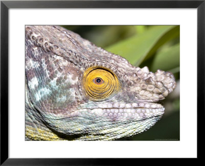 Parsons Chameleon, Head Shot, Madagascar by Mike Powles Pricing Limited Edition Print image