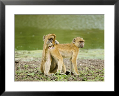 Yellow Baboon, Mutual Grooming, Tanzania by Mike Powles Pricing Limited Edition Print image
