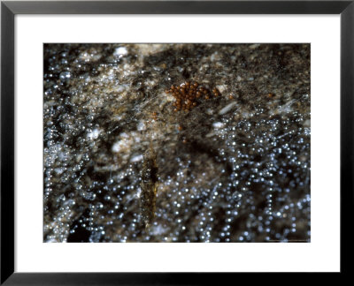 New Zealand Glowworm Eggs In Nest, Te Anau Cave by Frances Furlong Pricing Limited Edition Print image