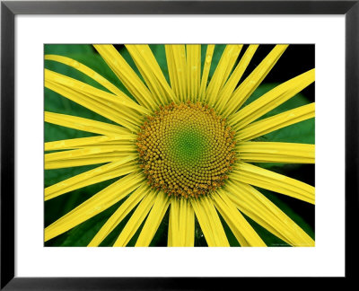 Garden Flower, Argyll, Scotland by Iain Sarjeant Pricing Limited Edition Print image