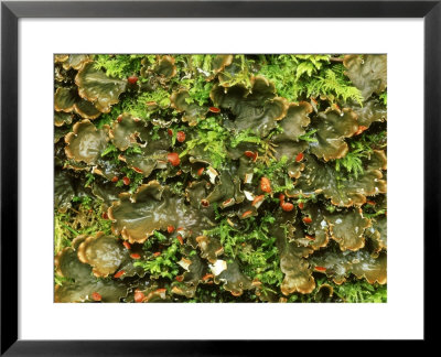 Lichen, Inverness-Shire, Scotland by Iain Sarjeant Pricing Limited Edition Print image