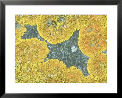 Coastal Lichen, Caithness, Scotland by Iain Sarjeant Pricing Limited Edition Print image