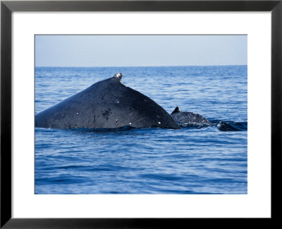 Humpback Whale, Mother And Calf About To Dive, Puerto Vallarta, Mexico by Gerard Soury Pricing Limited Edition Print image