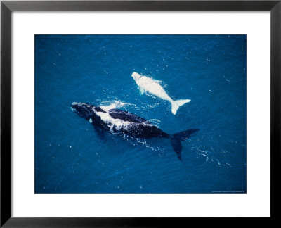 Southern Right Whale, Mother And Calf, Valdes Penin by Gerard Soury Pricing Limited Edition Print image