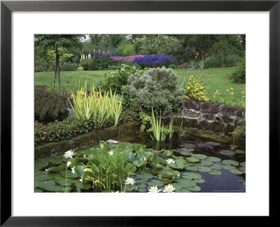 Small Pond With Water Lily, Arum Lily, Umbrella Plant And Curled Pondweed by Ron Evans Pricing Limited Edition Print image