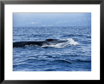 Fin Whale, Surfacing, Azores, Portugal by Gerard Soury Pricing Limited Edition Print image