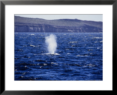 Blue Whale, Blowing, Baja Califor by Gerard Soury Pricing Limited Edition Print image