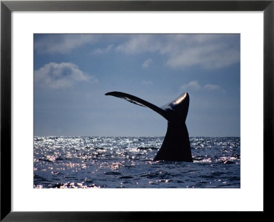 Southern Right Whale, Fluke, S Africa by Gerard Soury Pricing Limited Edition Print image