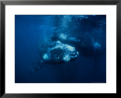 Southern Right Whale, Calf With Mother, Valdes Penin by Gerard Soury Pricing Limited Edition Print image