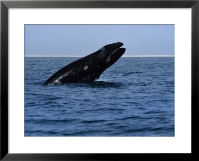 Grey Whale, Juvenile Breaching, Magdelena Bay by Gerard Soury Pricing Limited Edition Print image