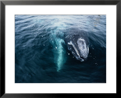 Grey Whale, Mother & Calf, Magdalena Bay by Gerard Soury Pricing Limited Edition Print image