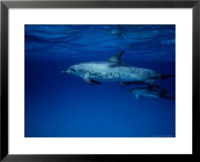 Atlantic Spotted Dolphins, Three Swimming, Bahamas by Gerard Soury Pricing Limited Edition Print image