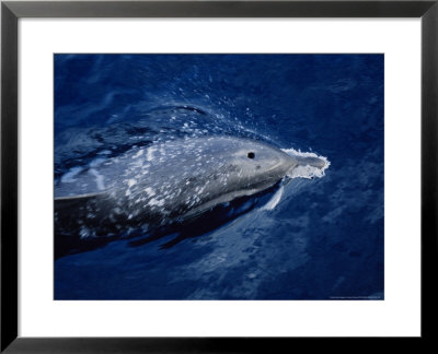 Striped Dolphins, Porpoising, France by Gerard Soury Pricing Limited Edition Print image