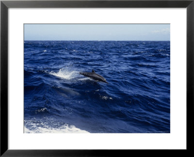 Long-Snouted Spinner Dolphin, Leaping, Brazil by Gerard Soury Pricing Limited Edition Print image