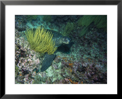 Black Turtle On Bottom, Equator, Pacific by Gerard Soury Pricing Limited Edition Print image