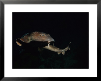 Blind Shark, Swimming, Australia by Gerard Soury Pricing Limited Edition Print image