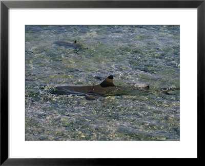 Blacktip Reef Shark, Stranding, Polynesia by Gerard Soury Pricing Limited Edition Print image