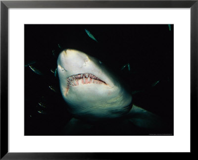 Sand Tiger Shark, Mouth, Australia by Gerard Soury Pricing Limited Edition Print image