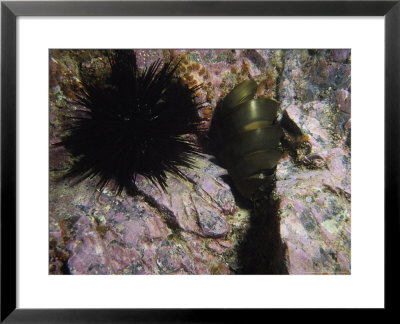 Port Jackson Sharks, Egg, Australia by Gerard Soury Pricing Limited Edition Print image