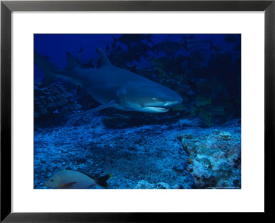 Lemon Shark, Swimming, Polynesia by Gerard Soury Pricing Limited Edition Print image