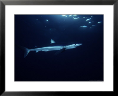 Blue Shark, Swimming, Usa by Gerard Soury Pricing Limited Edition Print image