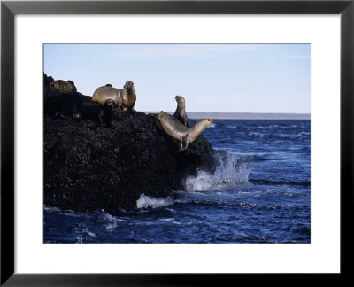 Southern Sea Lion On Rock, Argentina by Gerard Soury Pricing Limited Edition Print image